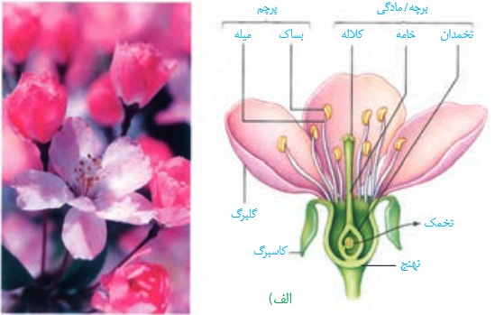 تولید مثل جنسی گیاه -زیست -درسنامه+انیمیشن+تست -مهدی خداوندلو