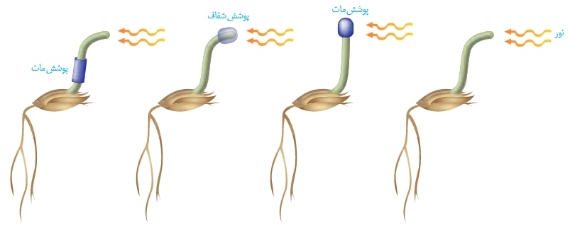 تنظیم کننده‌های رشد-زیست-درسنامه+انیمیشن+تست -مهدی خداوندلو1/2