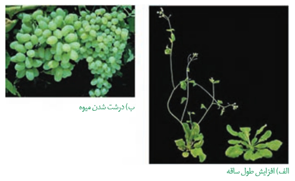 تنظیم‌کننده‌های‌رشد-زیست-درسنامه+انیمیشن+تست -مهدی خداوندلو2/2