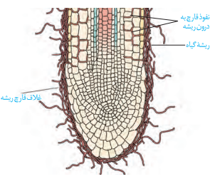 جذب در گیاهان : بررسی گفتار یک تا سه - مینا امیریان