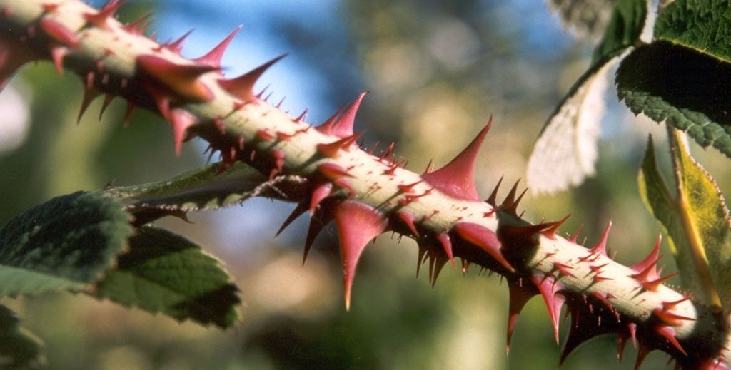 پاسخ به محیط - زیست - درسنامه+انیمیشن+تست - مهدی خداوندلو 2/2