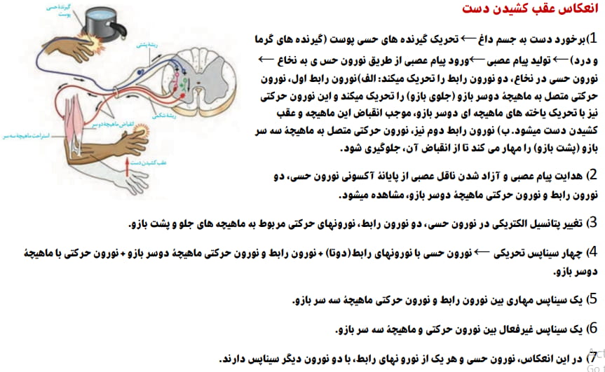 تنظیم عصبی -زیست2-جزوه و فیلم آموزشی-مینا امیریان