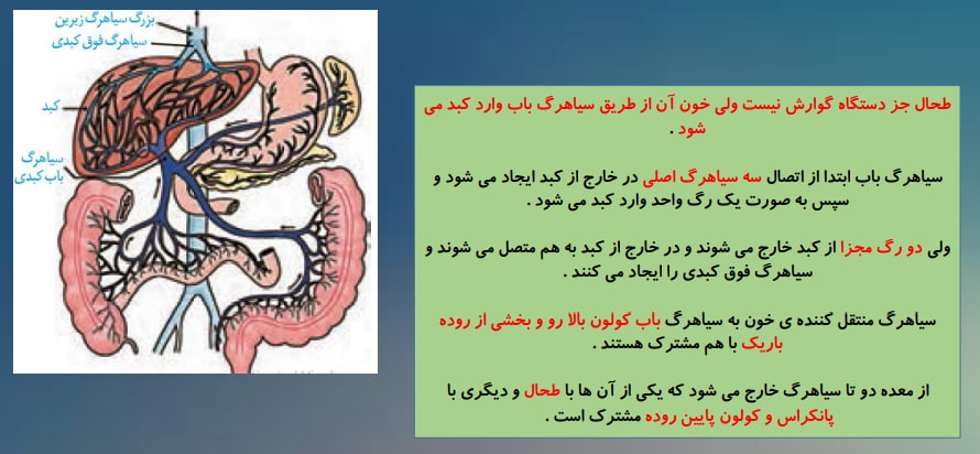 گوارش و جذب مواد-زیست-نکات تصاویر-ملیکا کلانتری