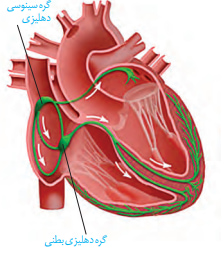 گردش مواد در بدن-زیست-نکات تصاویر و متن-امیرحسین برهانی