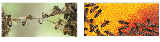 هوش مصنوعی-الگوریتم کلونی زنبور عسل2-ابراهیم خلیلی