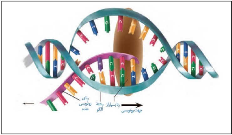 صفر تا صد جریان اطلاعات در یاخته_زیست دوازدهم_محمد مهدی مقصودی
