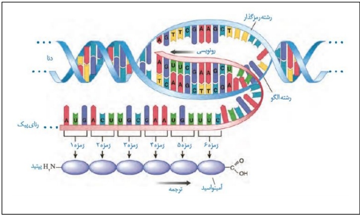 صفر تا صد جریان اطلاعات در یاخته2_زیست دوازدهم_محمدمهدی مقصودی
