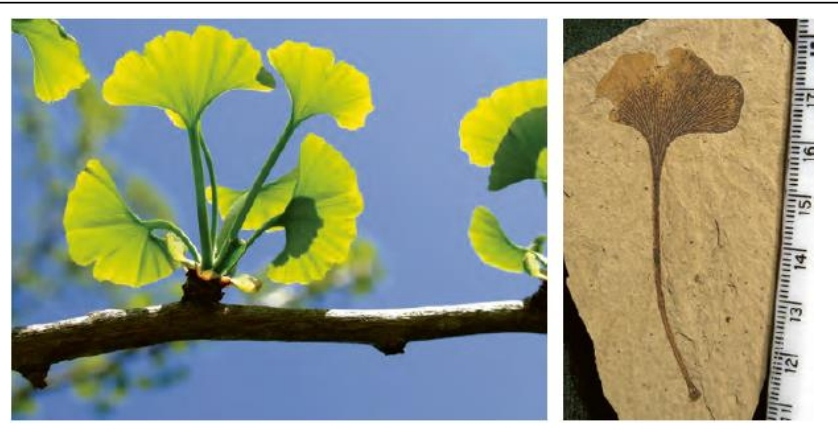 صفر تا صد تغییر در اطلاعات وراثتی(2)-زیست-محمد مهدی مقصودی