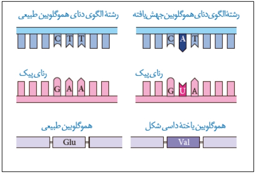 صفر تا صد تغییر در اطلاعات وراثتی-زیست دوازدهم-محمدمهدی مقصودی
