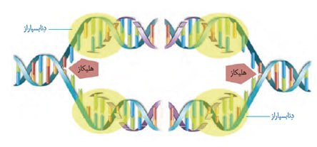 صفر تا صد مولکولهای اطلاعاتی2-زیست دوازدهم-محمدمهدی مقصودی