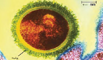 صفر تا صد مولکولهای اطلاعاتی-زیست دوازدهم-محمدمهدی مقصودی