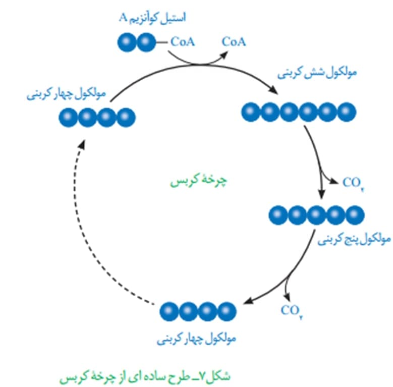 روش‌های تولید ATP و چرخه کربس-زیست دوازدهم-هما پرتوانداز