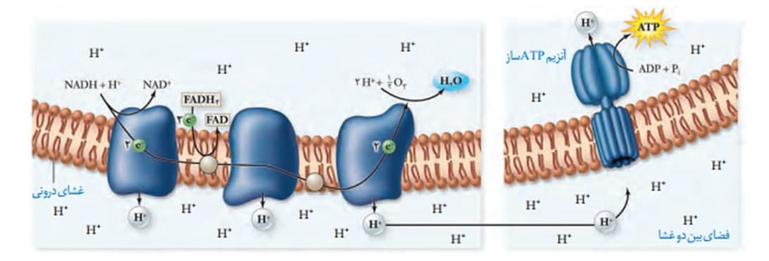 زنجیره انتقال الکترون-زیست دوازدهم-هما پرتوانداز