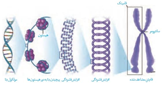 صفر تا صد تقسیم یاخته1-زیست یازدهم-محمدمهدی مقصودی