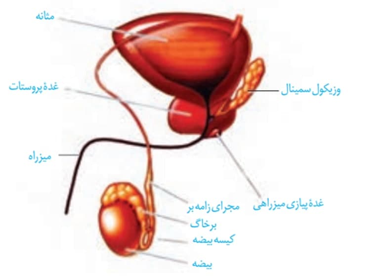 تولید مثل در مردان-زیست یازدهم-درسنامه-هما پرتوانداز