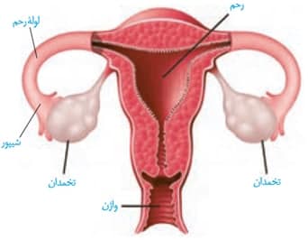 دستگاه تولیدمثلی زنان-زیست یازدهم-محمدمهدی مقصودی