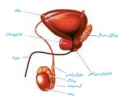 اندامهای دستگاه تولیدمثلی-زیست یازدهم-محمدمهدی مقصودی
