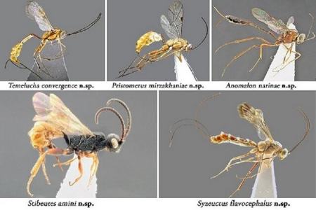 نام‌گذاری گونه جدید زنبور به افتخار 'مریم میرزاخانی'