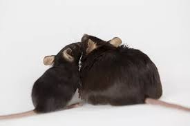 نتیجه یک مطالعه: چاقی عملکرد طبیعی کبد را مختل می‌کند