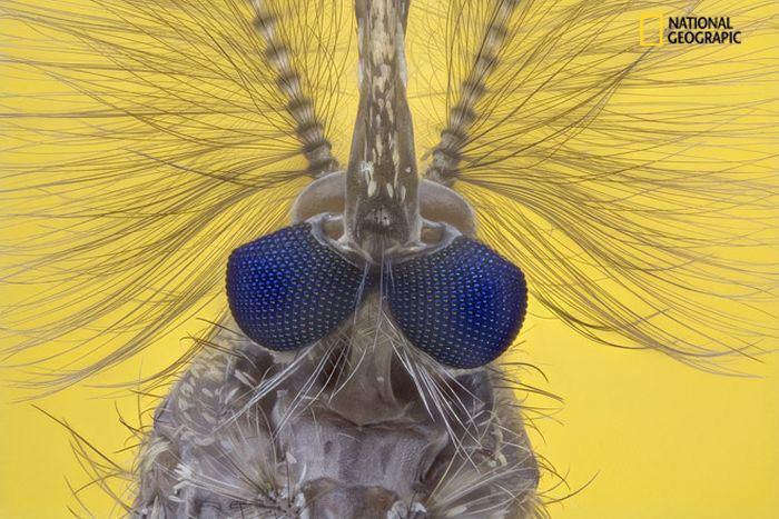 نشنال‌جئوگرافیک