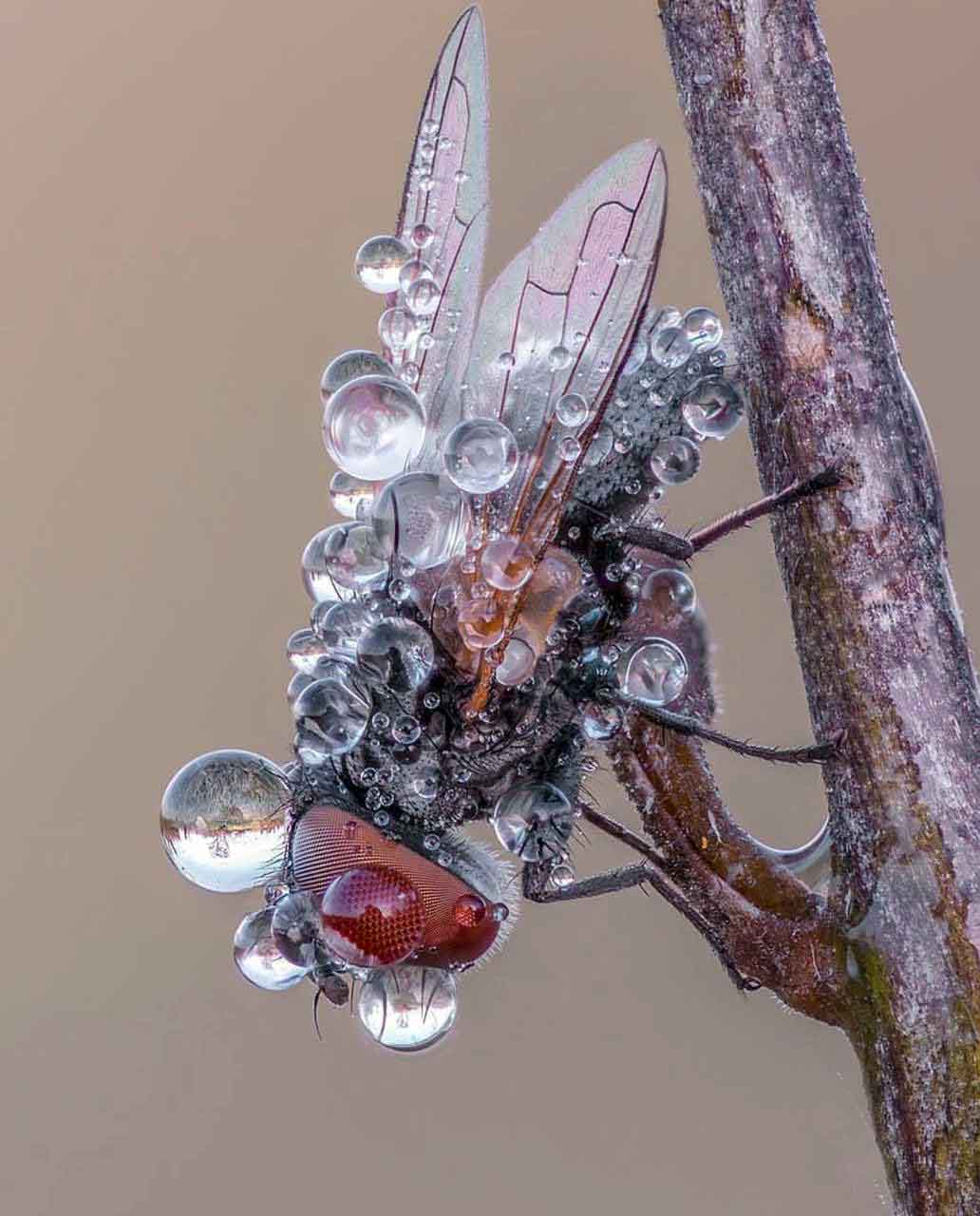 نشنال‌جئوگرافیک