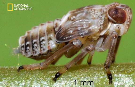 نشنال‌جئوگرافیک