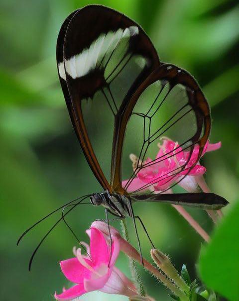 نشنال‌جئوگرافیک