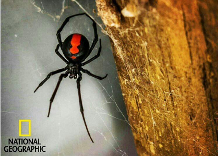 نشنال‌جئوگرافیک