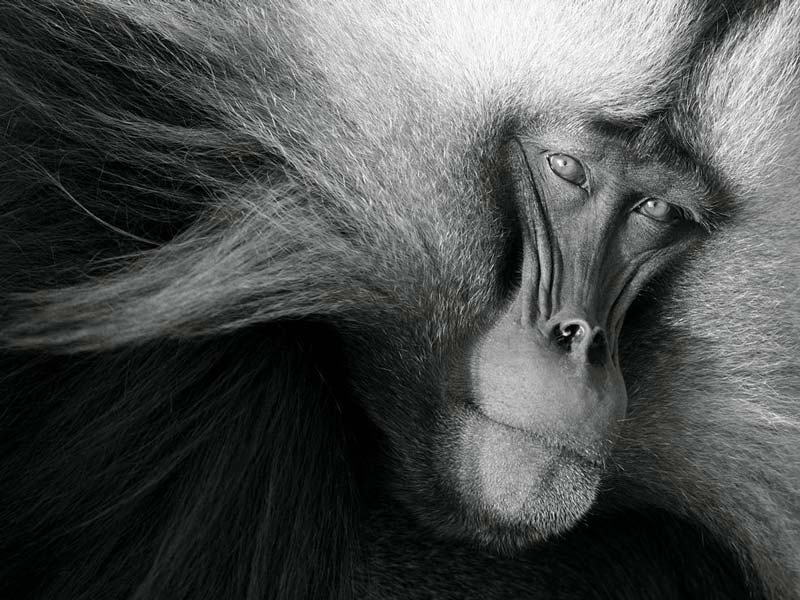 میمون‌ها در حیات وحش