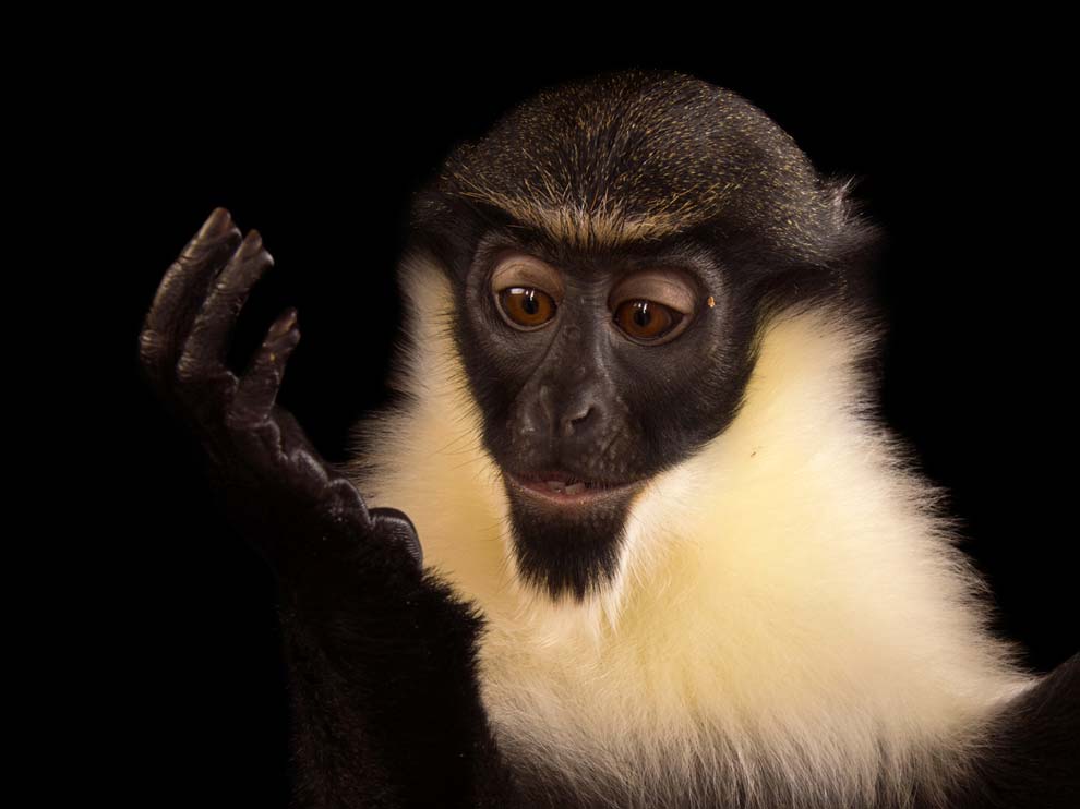 میمون‌ها در حیات وحش