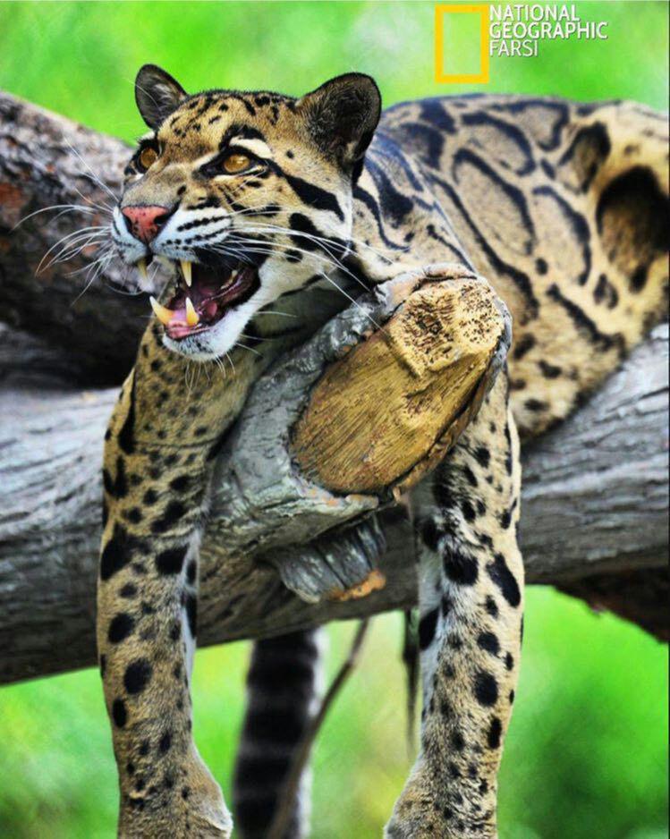 تصاویر جالب از نشنال جئوگرافیک