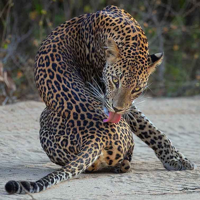 نشنال جئوگرافیک 