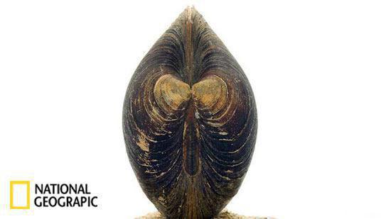 تصاویر جالب از نشنال جئوگرافیک