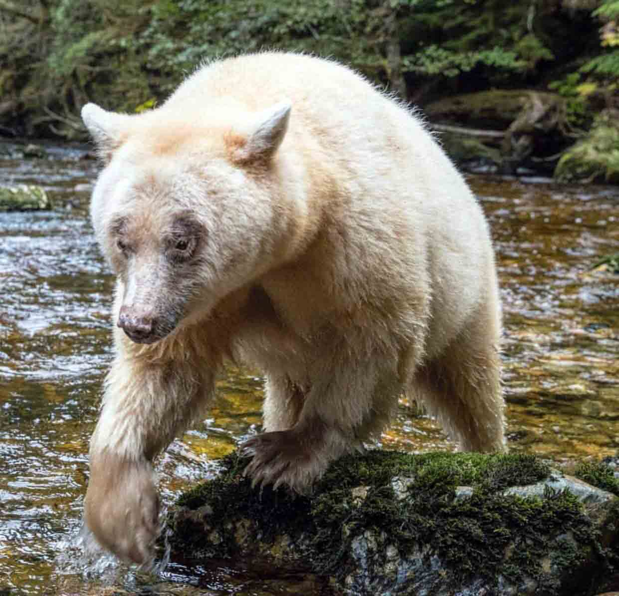 نشنال جئوگرافیک 
