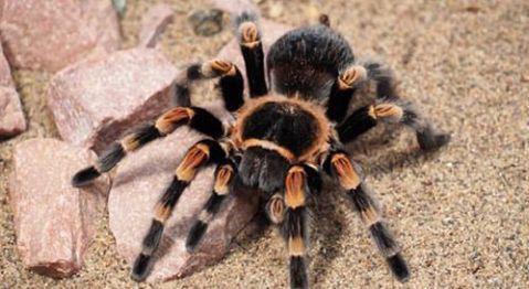 نشنال جئوگرافیک