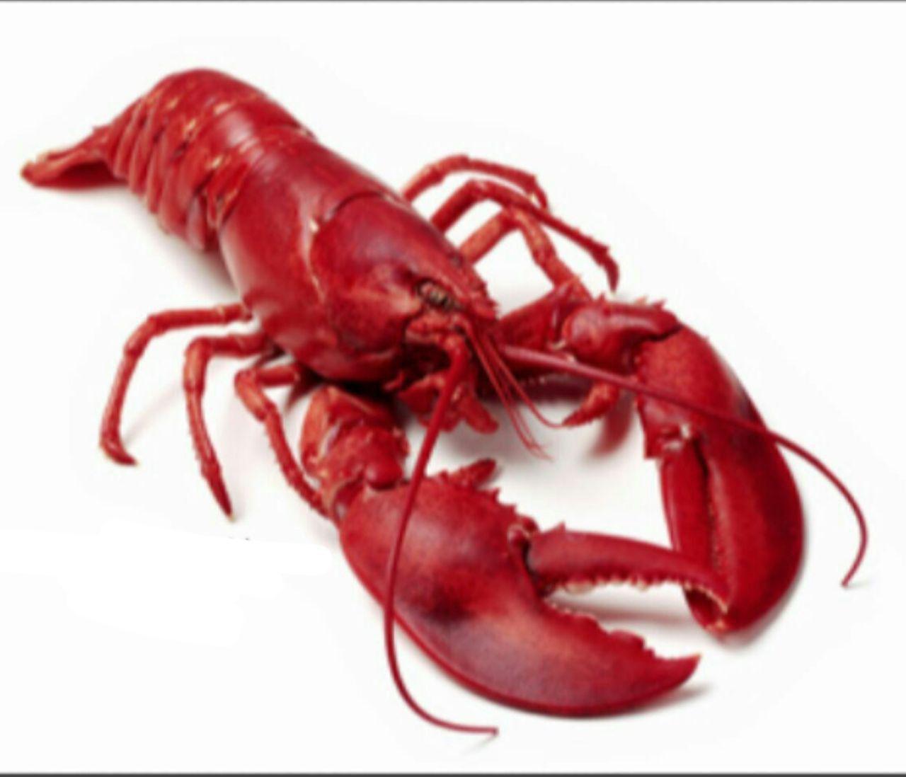 تصاویر جالب از نشنال جئوگرافیک