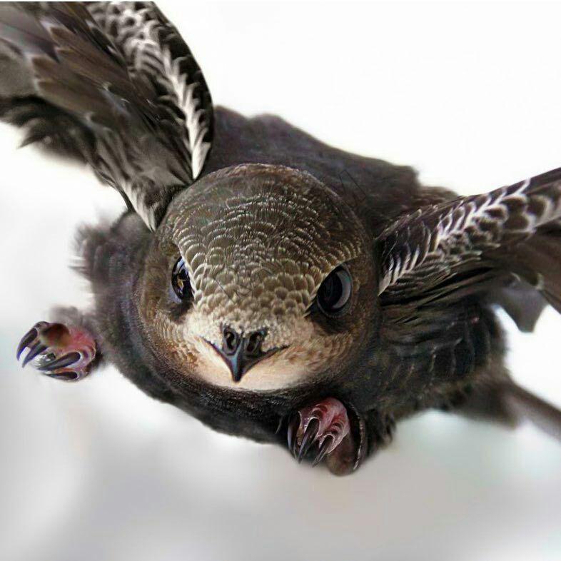 نشنال جئوگرافیک 