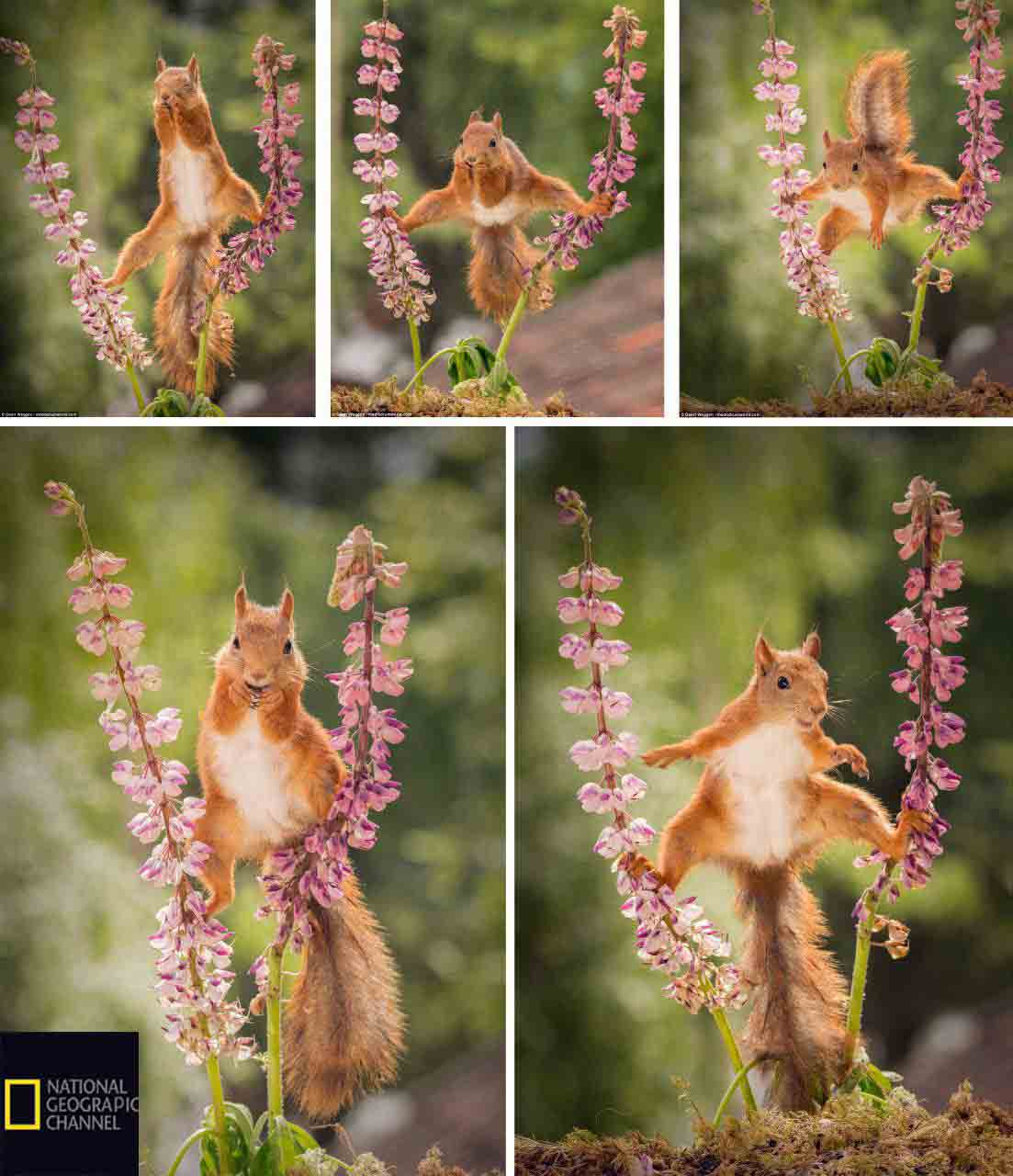 نشنال جئوگرافیک