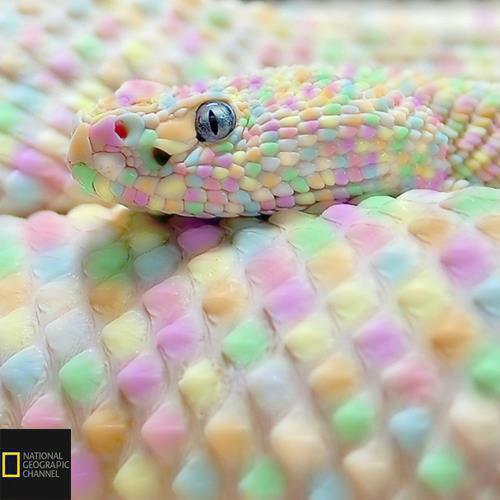 نشنال جئوگرافیک 