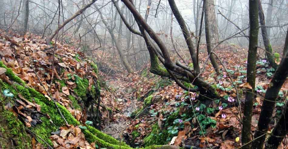 به شهر ما بیایید - پارک جنگلی سراوان به شهر ما بیایید - پارک جنگلی سراوان