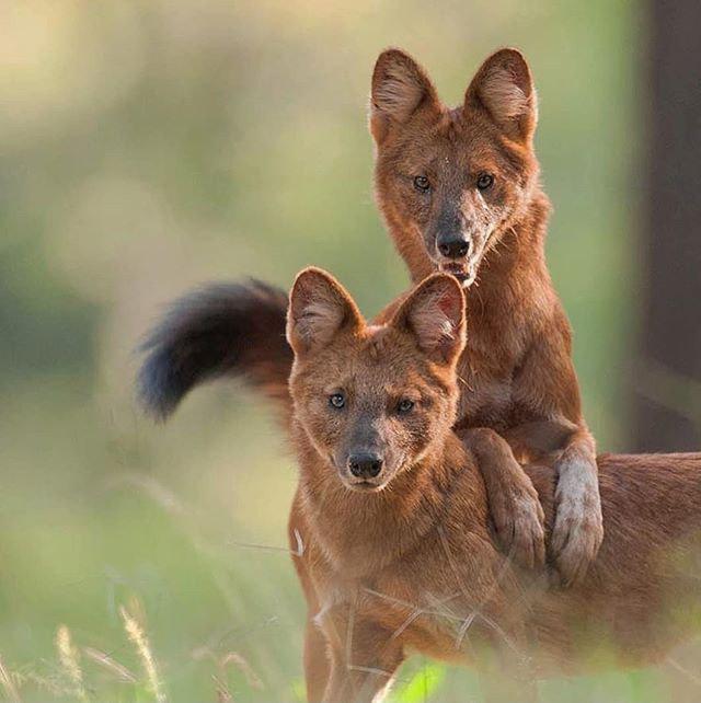 تصاویر جالب از نشنال‌جئوگرافیک