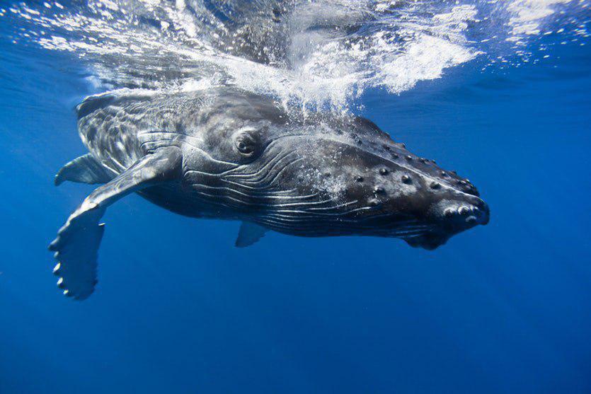 تصاویر جالب از نشنال‌جئوگرافیک