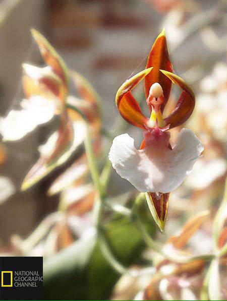 گل ارکیده با نقشی از یک بالرین