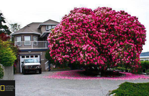 درخت رودودندرون 