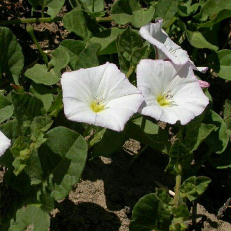 پیچک صحرایی 