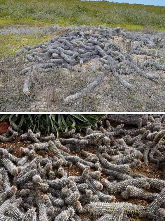 شیطان خزنده