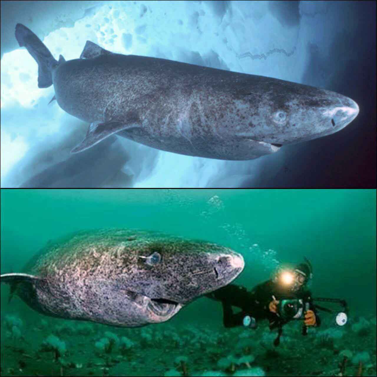 کوسه‌ی گرینلند 