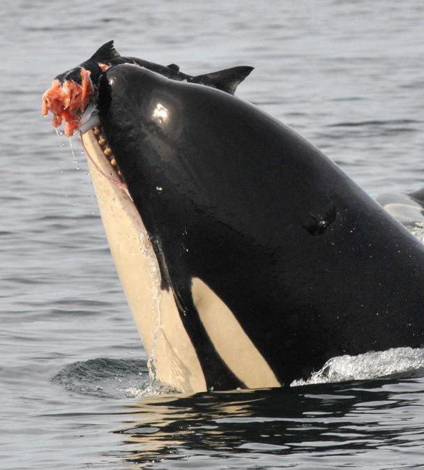 نهنگ‌ قاتل 