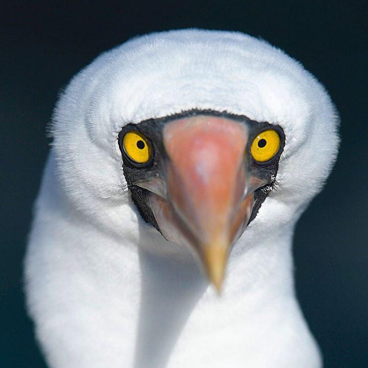 پرنده‌ی دریایی