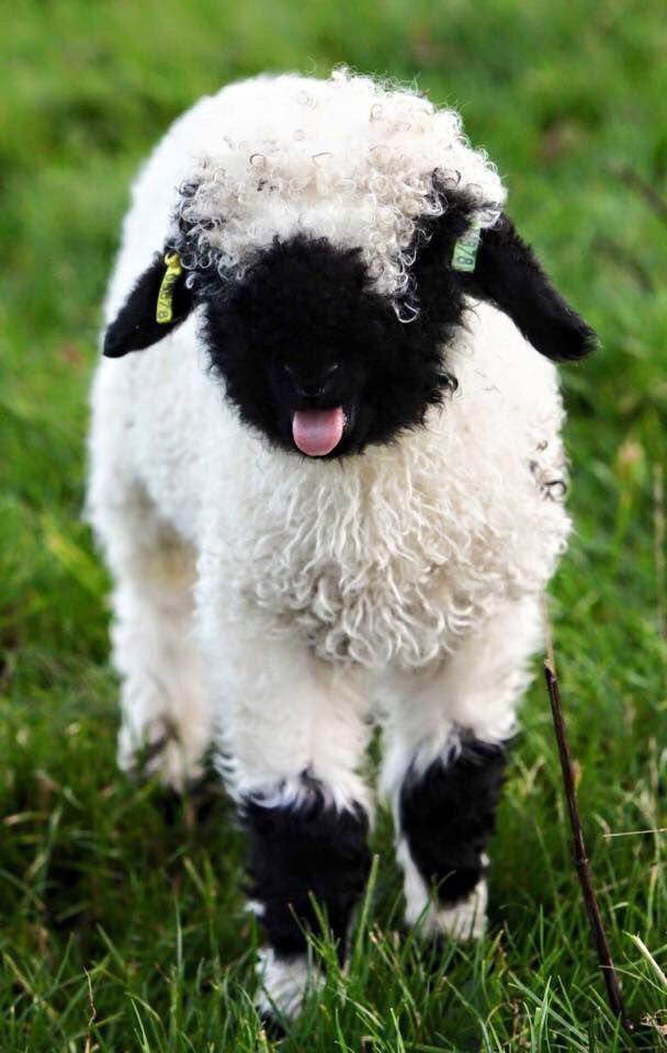 گوسفند valais blacknose